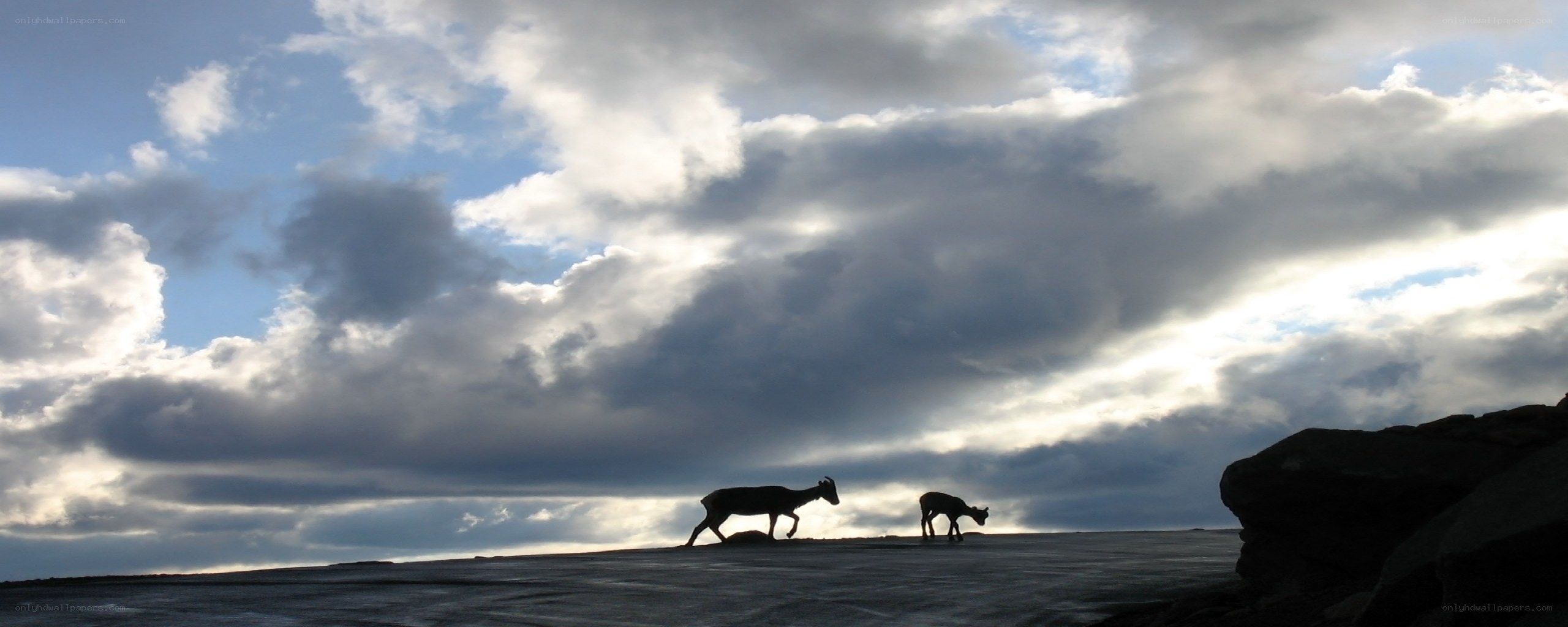 Silhouetted animals on a rocky plain