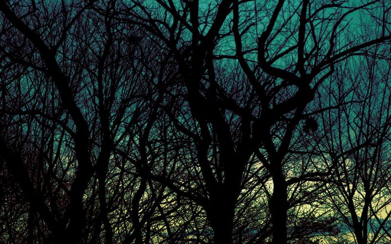 Silhouetted Bare Trees — Black