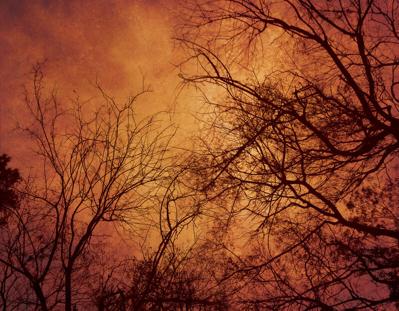 Silhouetted Bare Trees — Orange