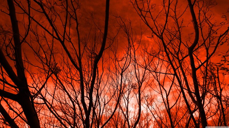 Silhouetted Bare Trees — Red