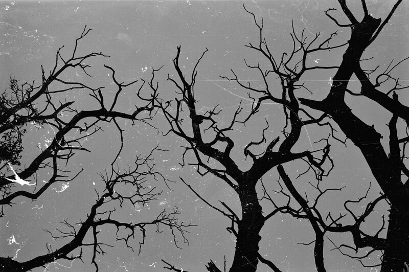 silhouetted bare trees