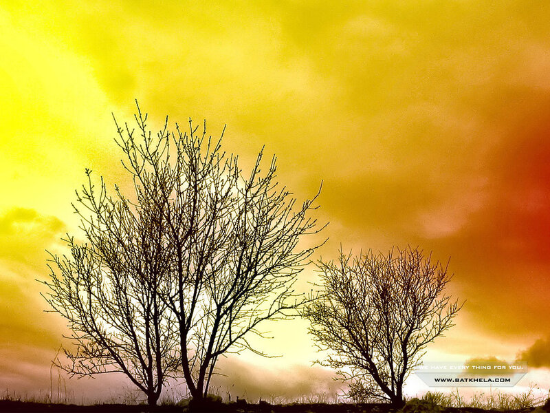 Silhouetted Bare Trees — Yellow