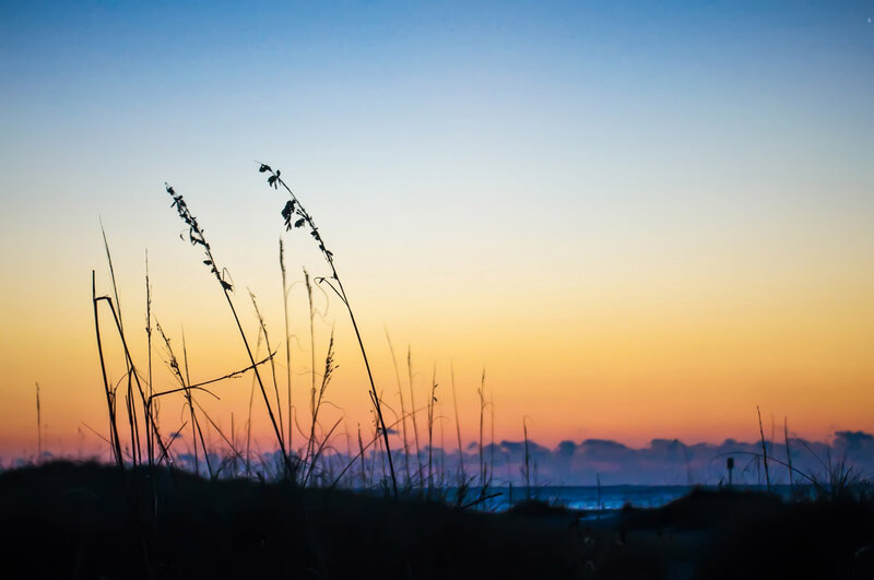 Silhouetted Beach Grass — Blue