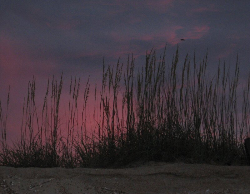 Silhouetted Beach Grass