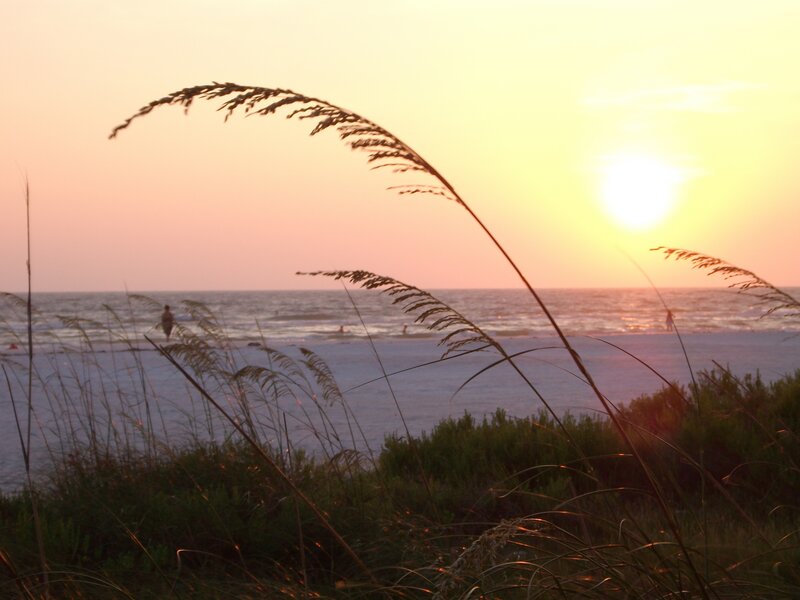 Silhouetted Beach Grass — Yellow