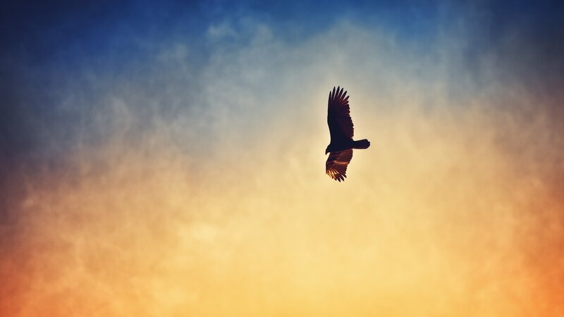 Silhouetted Bird in Flight — Blue