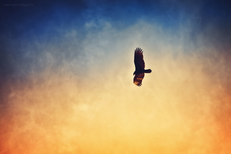 Silhouetted Bird in Flight