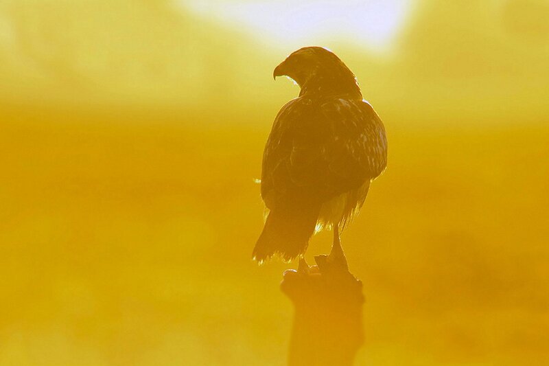 Silhouetted Bird on Perch