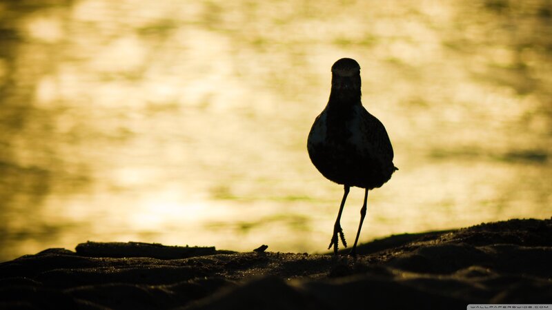 Silhouetted Bird on Shore