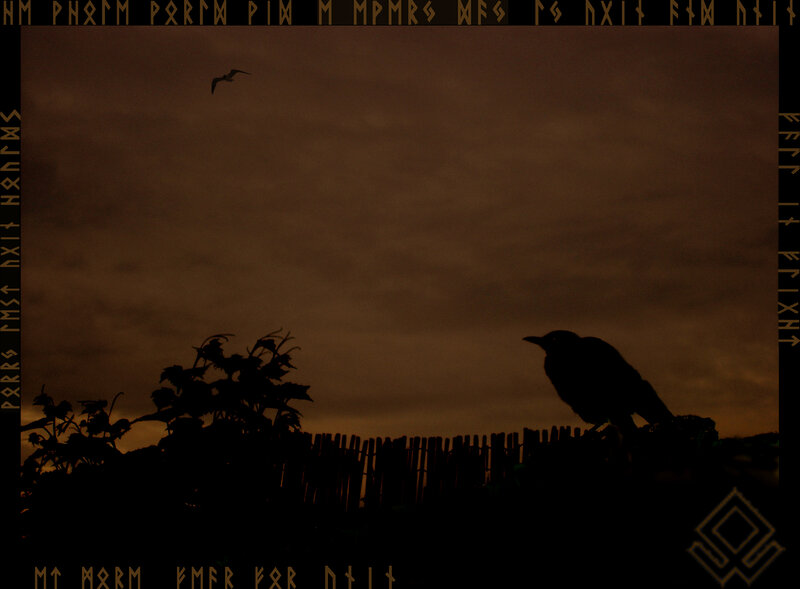 Silhouetted birds at dusk