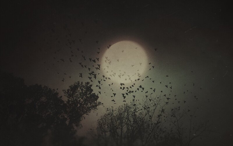 Silhouetted Birds at Night