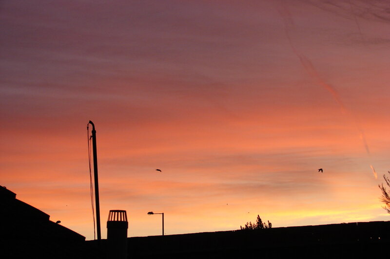 Silhouetted Birds at Sunset — Orange, Serene, Photograph, Streetlight