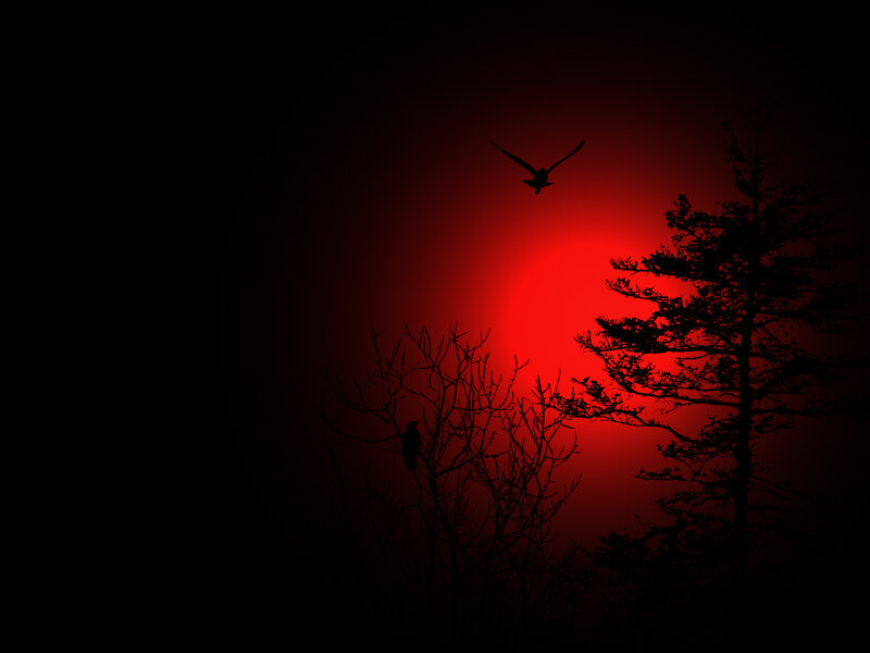 Silhouetted Birds at Sunset — Red