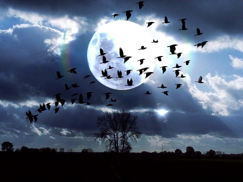 Silhouetted Birds Flying — Blue, Dramatic, Night, Photograph