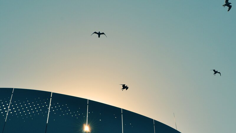 Silhouetted Birds Flying — Blue, Serene, Sunset