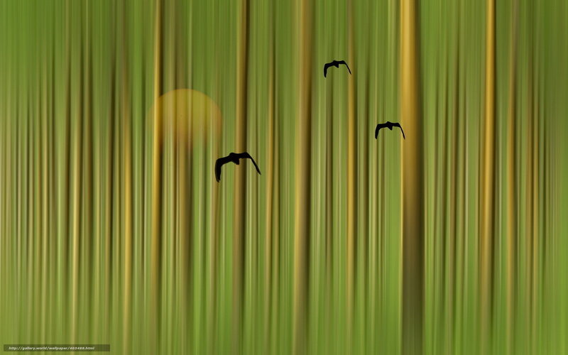 Silhouetted Birds Flying — Green