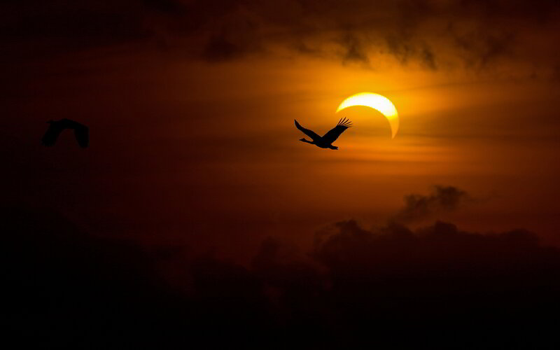 Silhouetted Birds Flying — Orange, Dramatic, Sunset, Photograph