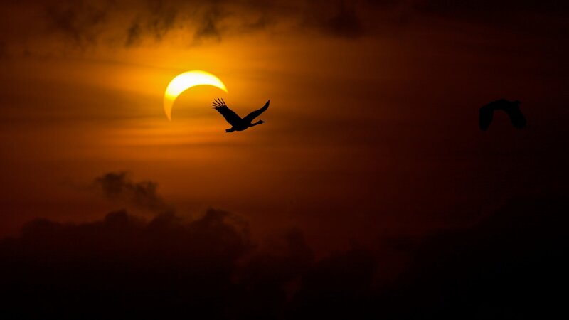 Silhouetted Birds Flying — Orange, Dramatic