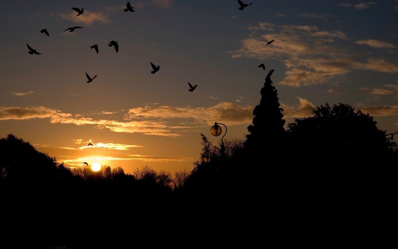 Silhouetted Birds Flying — Orange, Serene, Sunset, Photograph