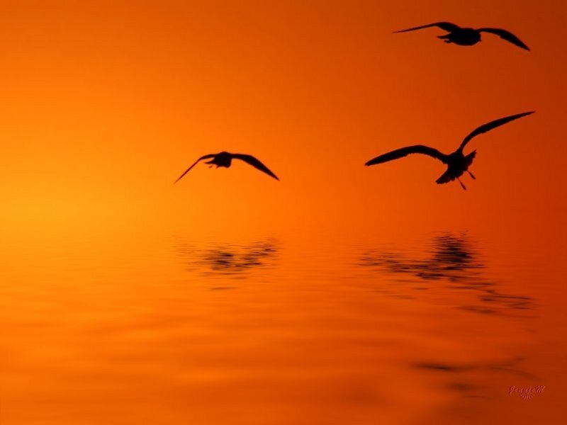 Silhouetted Birds Flying — Orange, Serene, Sunset