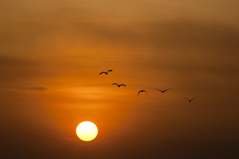 Silhouetted Birds Flying — Orange, Serene