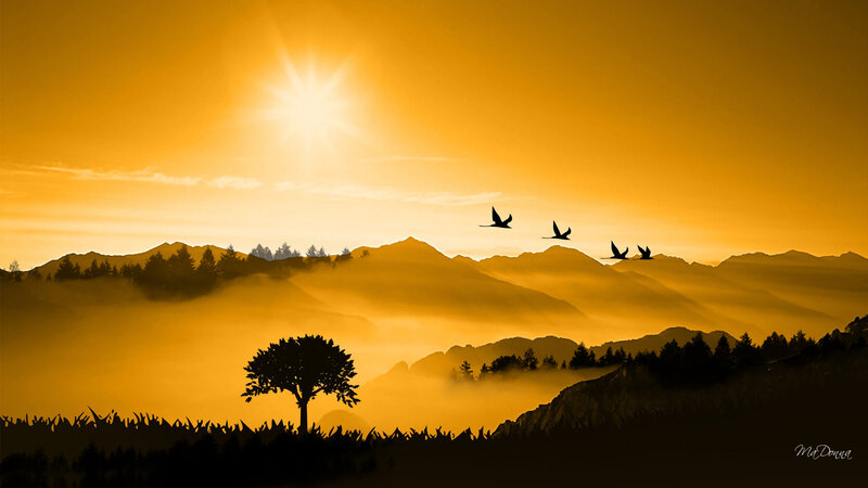 Silhouetted Birds Flying — Orange