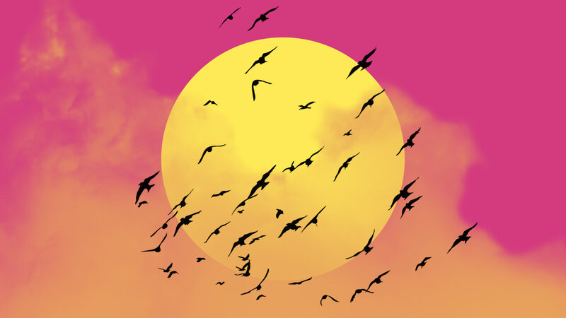 Silhouetted Birds Flying — Pink