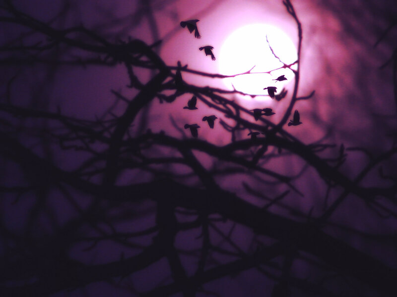 Silhouetted Birds Flying — Purple, Dramatic