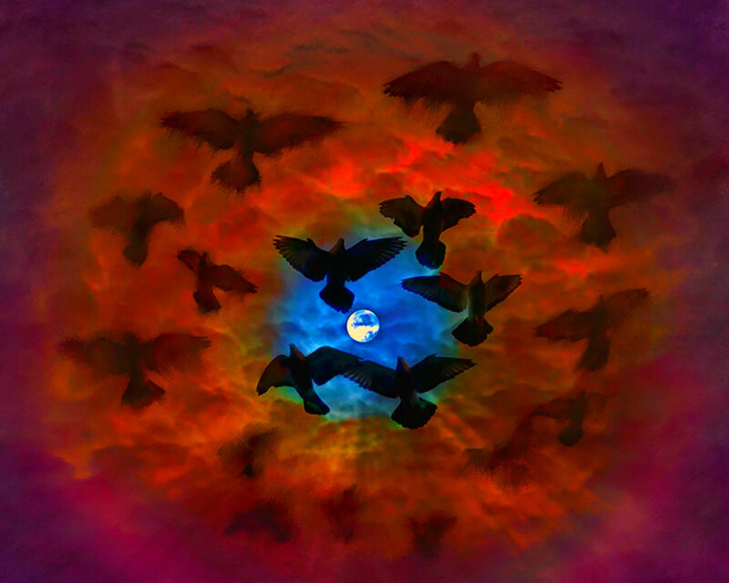 Silhouetted Birds Flying — Red, Dramatic