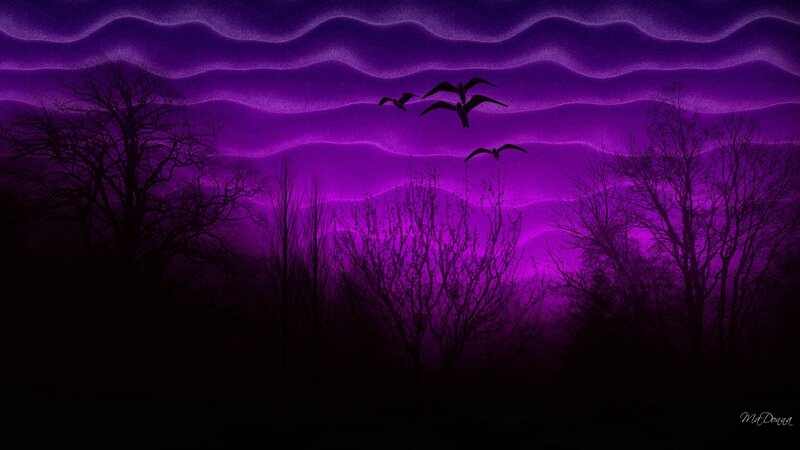 Silhouetted Birds Flying