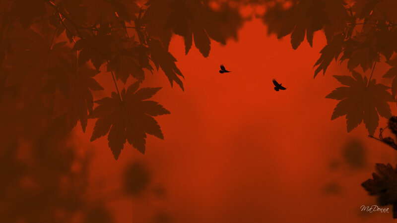 Silhouetted birds in autumn sky