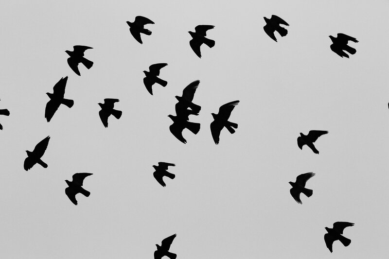 Silhouetted Birds in Flight — Black, Calm