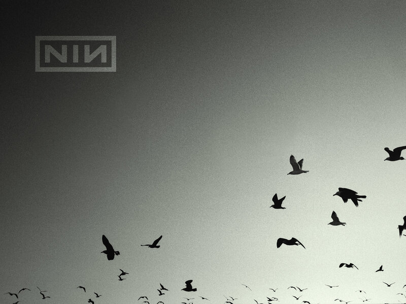Silhouetted Birds in Flight — Black, Dramatic, Photograph