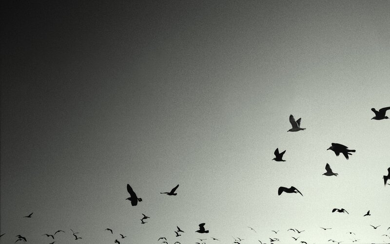 Silhouetted Birds in Flight — Black, Dramatic