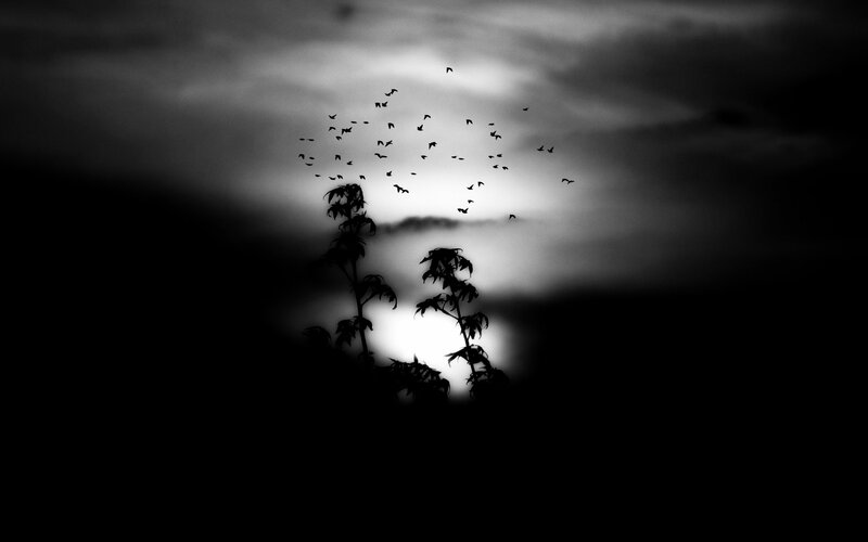 Silhouetted Birds in Flight — Black