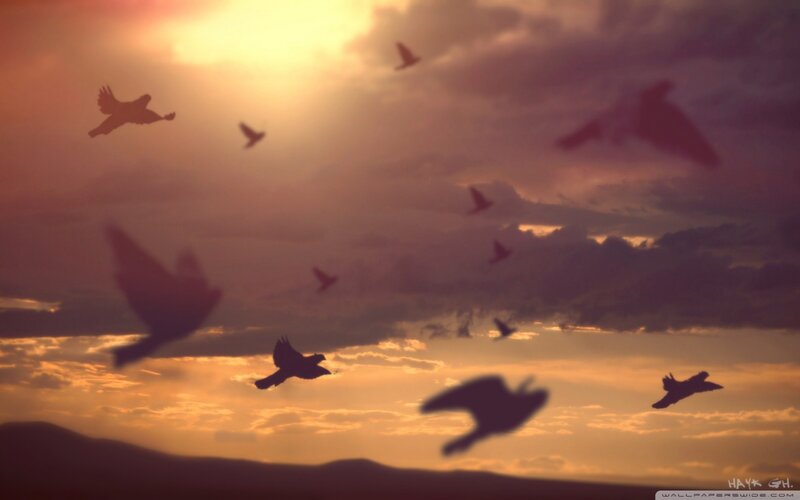 Silhouetted Birds in Flight — Orange, Dramatic