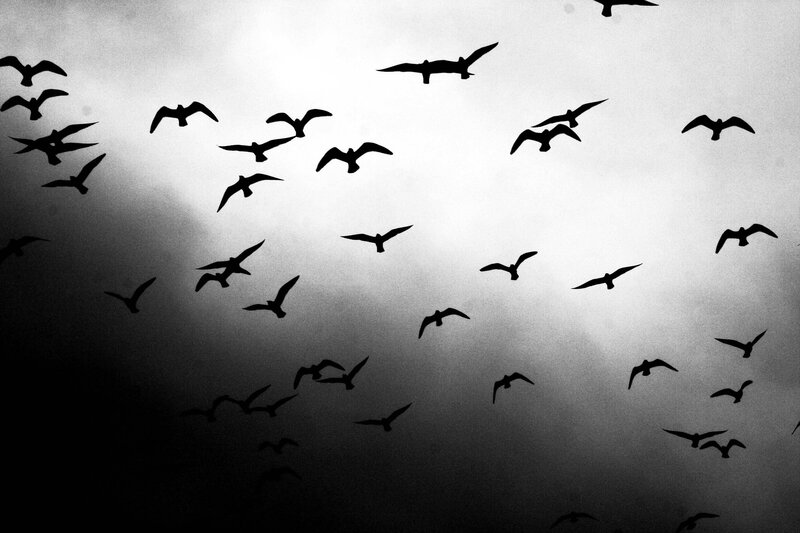 Silhouetted Birds in Flight
