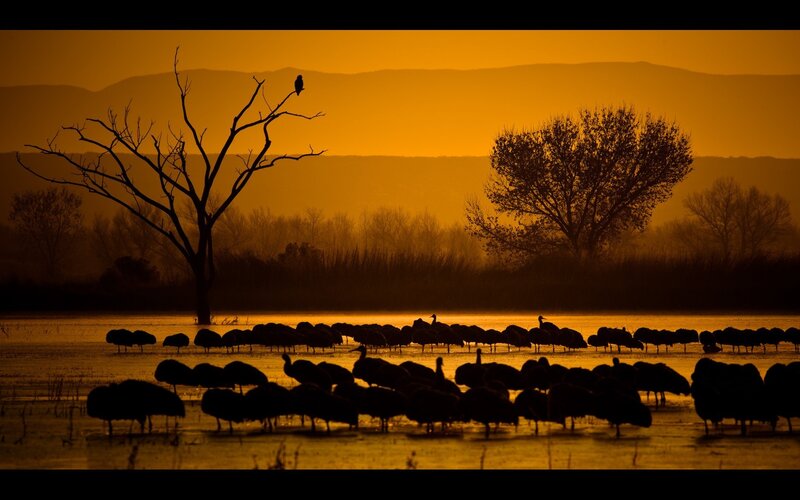 Silhouetted Birds in Marsh