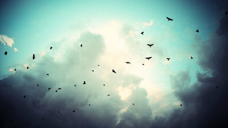 Silhouetted Birds in Sky — Blue, Dramatic, Afternoon