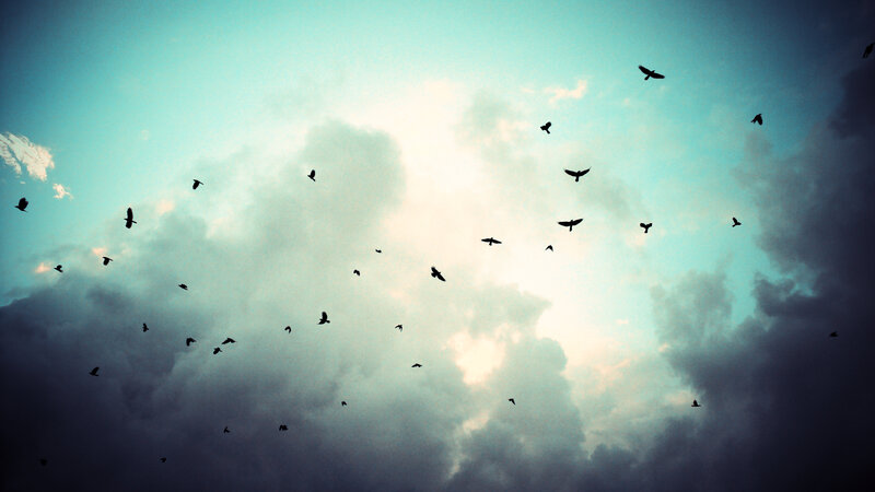Silhouetted Birds in Sky — Blue, Dramatic