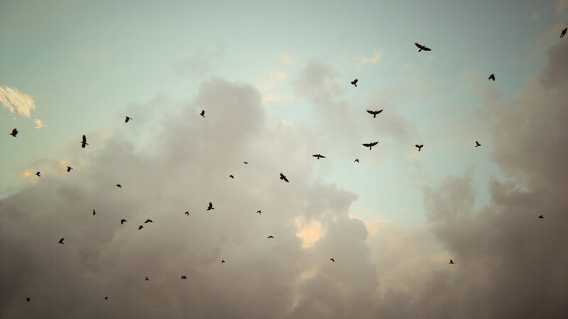Silhouetted Birds in Sky — Gray