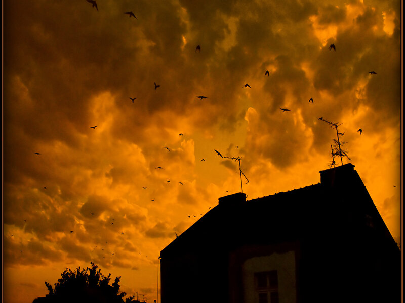 Silhouetted Birds in Sky — Orange, Dramatic, Sunset, Photograph