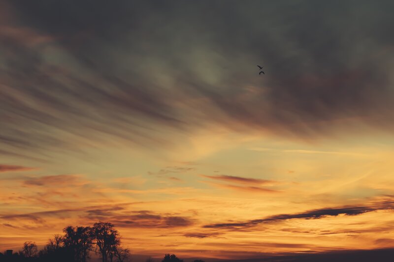 Silhouetted Birds in Sky — Orange, Dramatic