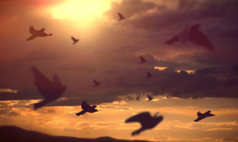 Silhouetted Birds in Sky — Orange