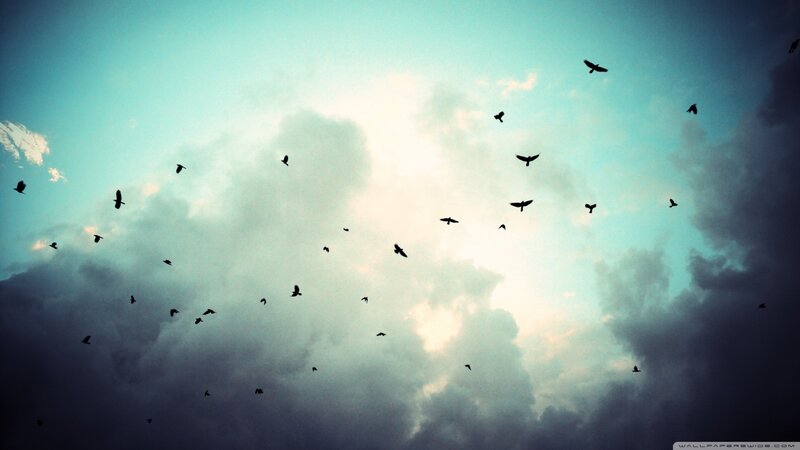 Silhouetted Birds in Sky