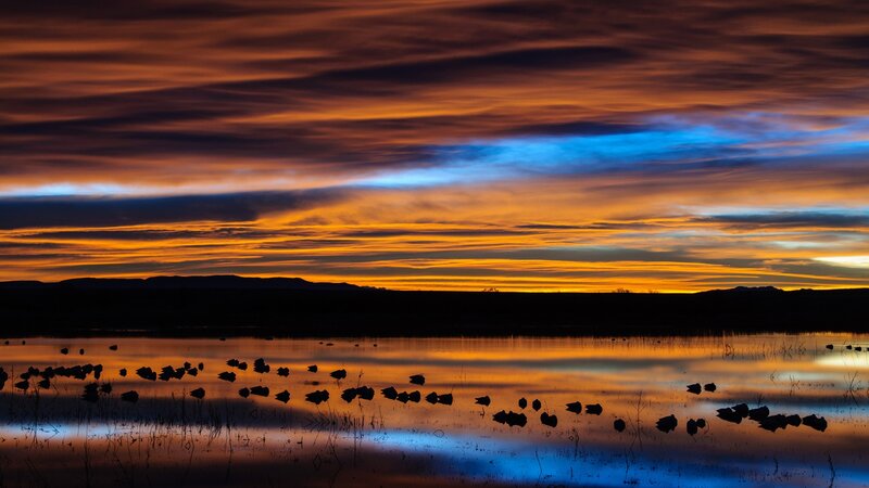 Silhouetted Birds in Water