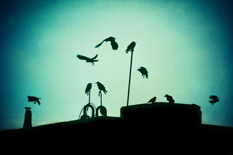 Silhouetted Birds on Rooftop