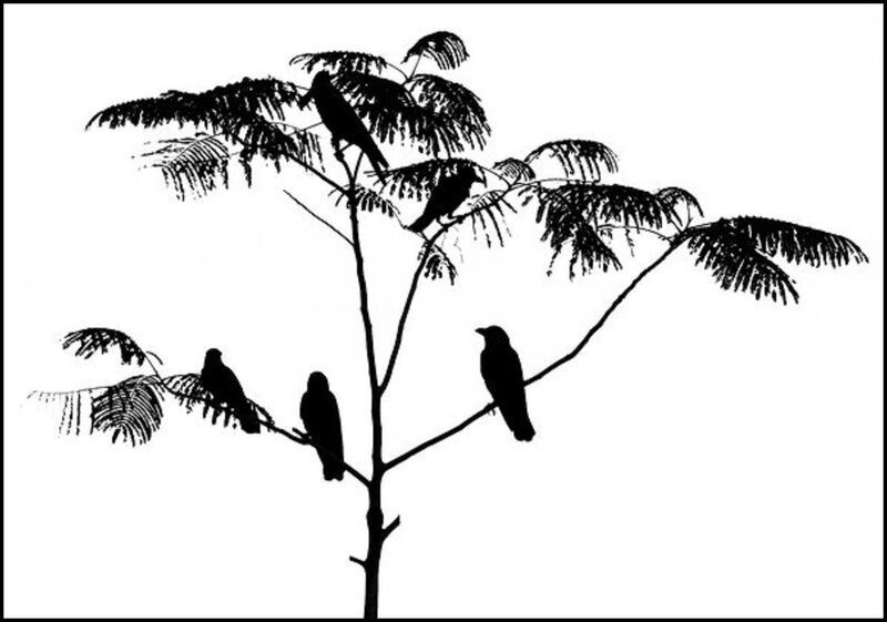Silhouetted Birds on Tree