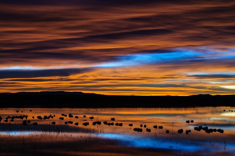 Silhouetted Birds on Water — Orange, Dramatic, Sunset, Photograph