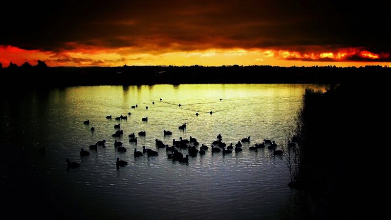 Silhouetted Birds on Water — Orange, Dramatic, Sunset